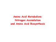 Amino Acid Metabolism: