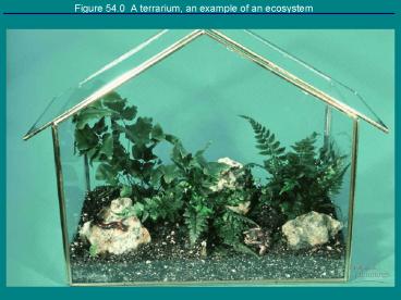Figure 54'0 A terrarium, an example of an ecosystem