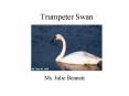 Trumpeter Swan PowerPoint PPT Presentation