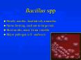 Bacillus spp PowerPoint PPT Presentation