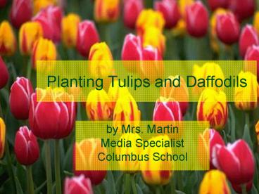 Planting Tulips and Daffodils