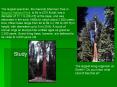 Botany PowerPoint PPT Presentation