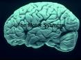 The Motor Systems PowerPoint PPT Presentation