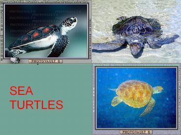SEA TURTLES
