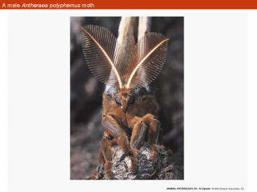 A male Antheraea polyphemus moth