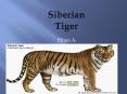 Siberian Tiger PowerPoint PPT Presentation