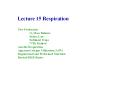 Lecture 15 Respiration PowerPoint PPT Presentation