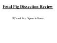 Fetal Pig Dissection Review PowerPoint PPT Presentation