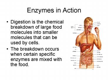 Enzymes in Action