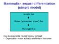 Mammalian sexual differentiation simple model PowerPoint PPT Presentation