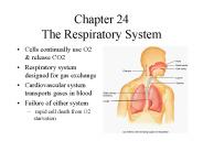 Chapter 24 The Respiratory System