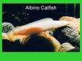 Albino Catfish PowerPoint PPT Presentation