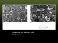 Undeformed and deformed ooids PowerPoint PPT Presentation