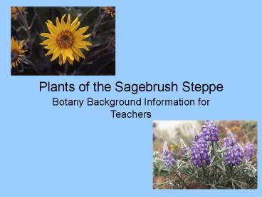 Plants of the Sagebrush Steppe