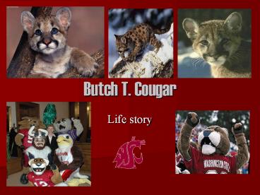 Butch T' Cougar