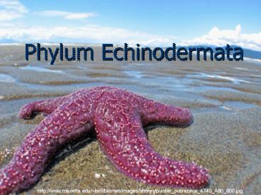 Phylum Echinodermata