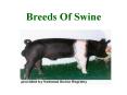 Breeds Of Swine PowerPoint PPT Presentation