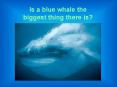 Is a blue whale the biggest thing there is PowerPoint PPT Presentation