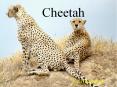 Cheetah PowerPoint PPT Presentation