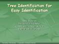 Tree Identification for Easy Identification PowerPoint PPT Presentation
