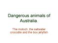 Dangerous animals of Australia. PowerPoint PPT Presentation