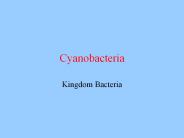 Cyanobacteria