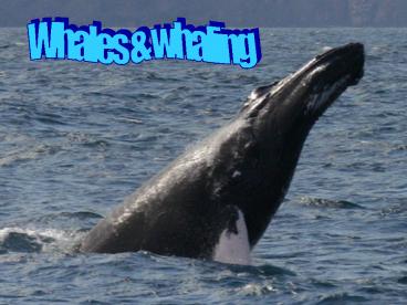 Whales