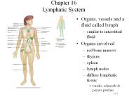 Chapter 16 Lymphatic System