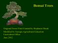 Bonsai Trees PowerPoint PPT Presentation