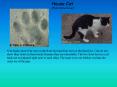 House Cat Felis domesticus PowerPoint PPT Presentation