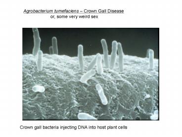 presentation player overlay