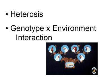 Heterosis