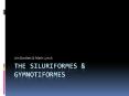 The Siluriformes PowerPoint PPT Presentation