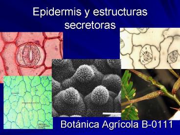 Epidermis y estructuras secretoras
