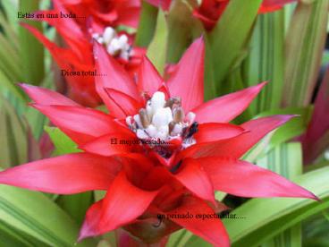 Presentacin de PowerPoint