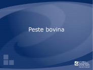Peste bovina