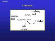 Aminocidos
