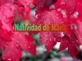 Natividad de Mara PowerPoint PPT Presentation