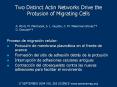 Two Distinct Actin Networks Drive the Protusion of Migrating Cells PowerPoint PPT Presentation