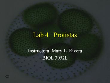 Lab 4' Protistas