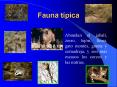 Fauna t PowerPoint PPT Presentation
