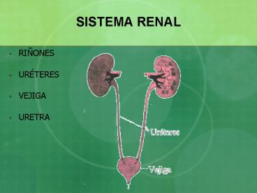 SISTEMA RENAL