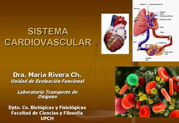 SISTEMA CARDIOVASCULAR