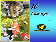 10 Consejos       