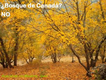 Bosque de Canad