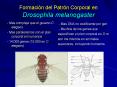 Formacin del Patrn Corporal en Drosophila melanogaster PowerPoint PPT Presentation