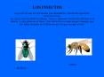 LOS%20INSECTOS%20%20%20%20%20%20%20%20%20%20%20%20%20%20%20%20%20%20%20%20%20%20%20%20%20%20%20%20%20%20%20%20%20%20%20%20%20%20%20%20%20%20%20%20%20%20%20%20%20%20%20%20%20%20%20%20%20%20%20%20%20%20%20%20%20%20%20%20%20%20%20%20%20%20%20%20%20%20%20%20%20%20%20%20%20%20%20%20%20%20%20%20%20%20%20%20%20%20%20%20%20%20%20%20%20%20%20%20%20Los%20insectos%20son%20los PowerPoint PPT Presentation