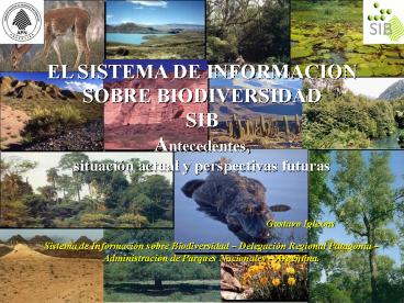 ANTECEDENTES Y ESTADO DE SITUACION DEL SIB