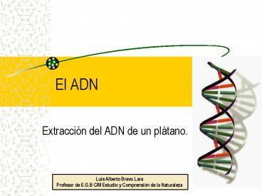 El ADN