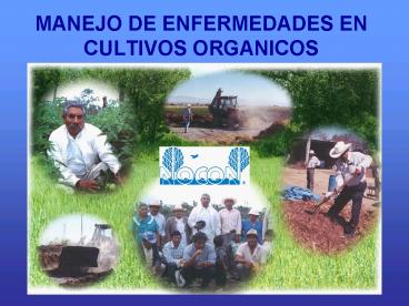 MANEJO DE ENFERMEDADES EN CULTIVOS ORGANICOS